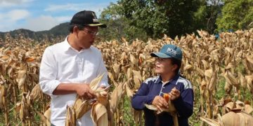 Petani Dapat Untung dari Program Jagung Bupati Humbahas