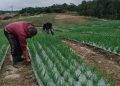 Petani di Food Estate Humbahas Panen Bawang Putih Hasilkan 2,1 Ton di Lahan 0,3 Hektar