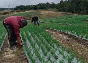 Petani di Food Estate Humbahas Panen Bawang Putih Hasilkan 2,1 Ton di Lahan 0,3 Hektar
