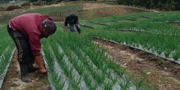 Petani di Food Estate Humbahas Panen Bawang Putih Hasilkan 2,1 Ton di Lahan 0,3 Hektar