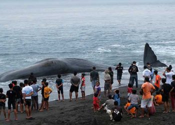Paus Sepanjang 18 Meter Mati Terdampar di Pantai Bali