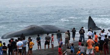 Paus Sepanjang 18 Meter Mati Terdampar di Pantai Bali