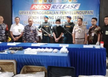 Nilainya Fantastis, TNI AL Berhasil Gagalkan Penyelundupan Benih Lobster Gunakan Pesawat Udara