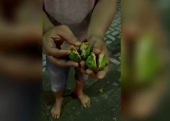 Rumah Ken Admiral Korban Penganiayaan Anak AKBP Achiruddin Diteror Lemparan Jeruk Purut