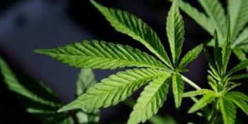 Anggota TNI AD Ditangkap BNN di Tangerang, Diduga Terlibat Kasus Ganja