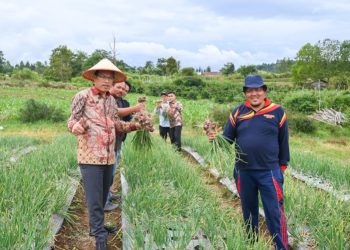 Bupati Humbahas Monitoring Pertanaman Bawang Merah di Lintongnihuta