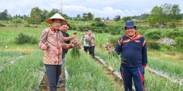 Bupati Humbahas Monitoring Pertanaman Bawang Merah di Lintongnihuta