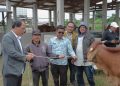 Dirjen KN Kemenkeu Hadir Saat Bupati Humbahas Serahkan 56 Ekor Sapi Kepada Kelompok Tani
