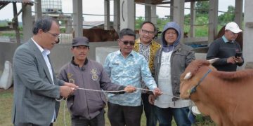 Dirjen KN Kemenkeu Hadir Saat Bupati Humbahas Serahkan 56 Ekor Sapi Kepada Kelompok Tani