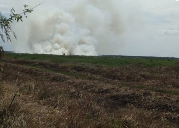 Sebanyak 6,3 Hektar Lahan Terbakar di Kalimantan Selatan