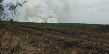 Sebanyak 6,3 Hektar Lahan Terbakar di Kalimantan Selatan