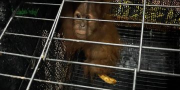 Polisi Tangkap Jaringan Internasional Perdagangan Satwa di Kota Medan