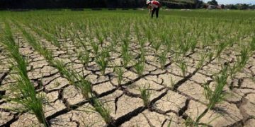 Terdampak Kekeringan, 120 Hektare Lahan Pertanian di Sukabumi Terancam Gagal Panen