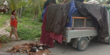 TNI AL Berhasil Gagalkan Penyelundupan 2 Ton Daging Anjing Ilegal Asal Kalimantan di Pelabuhan Mamuju