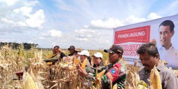 Disebut Gagal, Mentan Pamer Panen Jagung 6,5 Ton per Hektar di Food Estate Gunung Mas