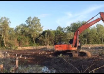 Ketua DPD LKLH Langkat Minta Kapoldasu Tidak Ambigu Dalam Berantas Perambah Hutan Mangrove