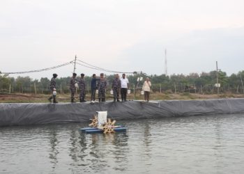Dukung Program Ketahanan Pangan, TNI AL Tebar Ratusan Ribu Benih Udang Vaname Di Aceh Utara