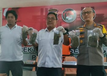 Polda Papua Barat Gagalkan 923,473 Gram Ganja Siap Edar