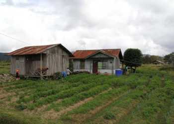 Senator Papua Barat Minta Pemerintah Dukung Petani Lokal