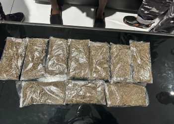 TNI AL BERHASIL GAGALKAN PENYELUNDUPAN GANJA DI NABIRE