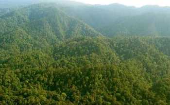 Penampakan hutan di provinsi Papua Barat//istimewa