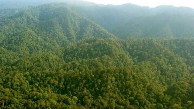 Penampakan hutan di provinsi Papua Barat//istimewa