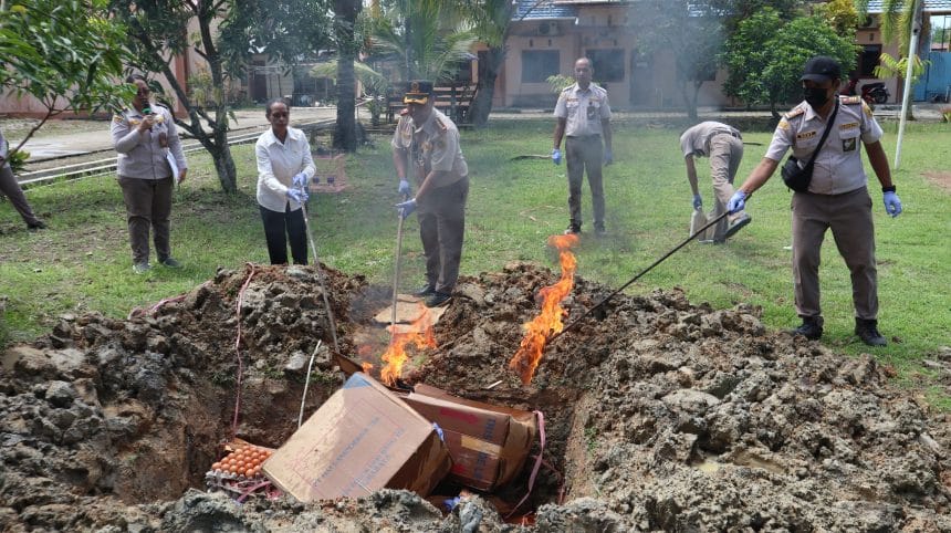 Pemusnahan jeroan dan telur ayam serta sejumlah unggas di Kantor Balai Karantina Papua Barat Daya di Sorong//IST
