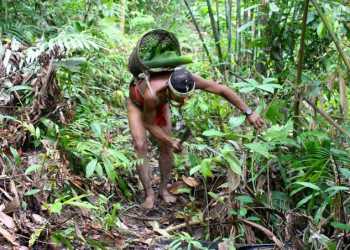 Pengakuan Terhadap Wilayah Adat di Tanah Papua Masih Tersendat