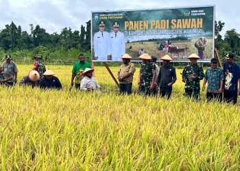 15 Hektare Sawah Dipanen, Pertanian di Teluk Bintuni Dinilai Terus Bertumbuh