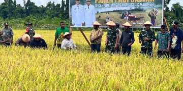 15 Hektare Sawah Dipanen, Pertanian di Teluk Bintuni Dinilai Terus Bertumbuh