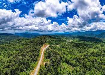 Perkuat pengawasan illegal logging di Papua Barat Daya, Masyarakat Adat Diminta Terlibat