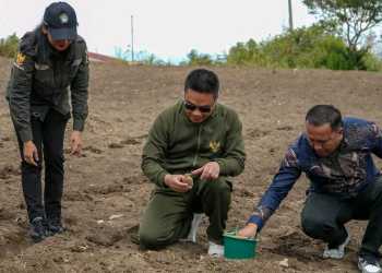Bupati Humbahas Bersama Kelompok Tani Elim Tanam Kentang