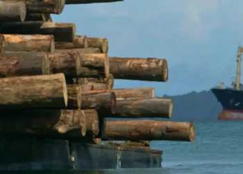 PBB Didesak Lakukan Intervensi atas Penebangan Liar