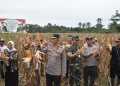 Polda Papua Barat Panen 12,2 Ton Jagung