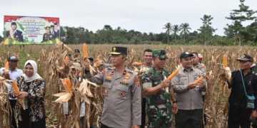 Polda Papua Barat Panen 12,2 Ton Jagung