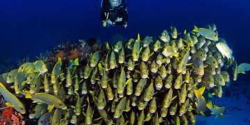 Tambang dan Menjaga Ekosistem di Jantung Biodiversitas Raja Ampat