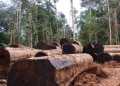 Pemerintah Rumuskan Strategi Hilirisasi Pengelolaan Kayu di Papua Barat