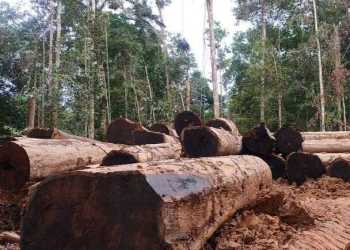 Pemerintah Rumuskan Strategi Hilirisasi Pengelolaan Kayu di Papua Barat