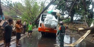 Cegah Pohon Tumbang, BNPB Minta Pemda Cek Kondisi Pohon di Pinggir Jalan