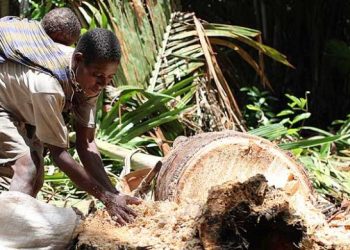 ‘Sagu Papua’ Siap Diekspor ke Pasar Dunia, Pemerintah Bidik Jepang hingga Jerman