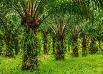 Tak Ada “Lahan Baru” untuk Investasi Sawit di Wilayah Manokwari Papua Barat