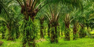Tak Ada “Lahan Baru” untuk Investasi Sawit di Wilayah Manokwari Papua Barat