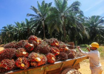 Republik Indonesia Kuasai Sawit Dunia