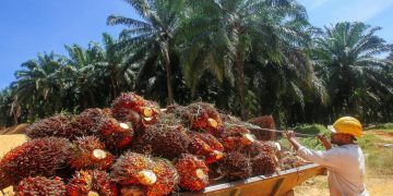 Republik Indonesia Kuasai Sawit Dunia