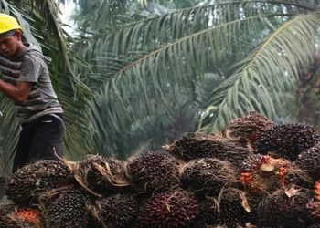Kementerian Kehutanan Tindak Perambahan Hutan di Bengkulu, 30 Hektare Sawit Ilegal Disita
