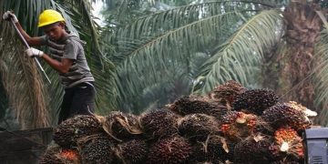 Kementerian Kehutanan Tindak Perambahan Hutan di Bengkulu, 30 Hektare Sawit Ilegal Disita