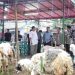 Wagub DKI Imbau Warga Jaga Kebersihan saat Sembelih Hewan Kurban