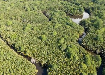Kemenhut: Ekosistem Mangrove Jadi Perhatian Dunia untuk Hadapi Perubahan Iklim