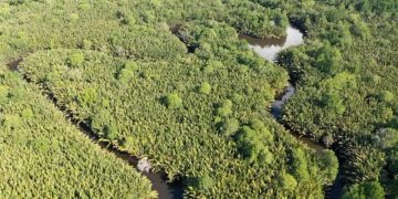 Kemenhut: Ekosistem Mangrove Jadi Perhatian Dunia untuk Hadapi Perubahan Iklim