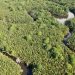 Kemenhut: Ekosistem Mangrove Jadi Perhatian Dunia untuk Hadapi Perubahan Iklim